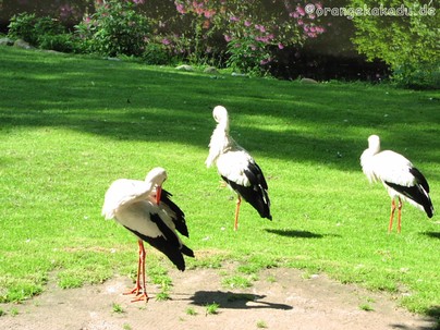 Vogelpark Walsrode (13).JPG