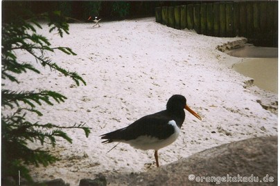 Vogelpark Walsrode (18).jpg